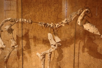 Squelette de cheval solutréen (incomplet)© Château-Musée de Saumur